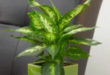 cool plants