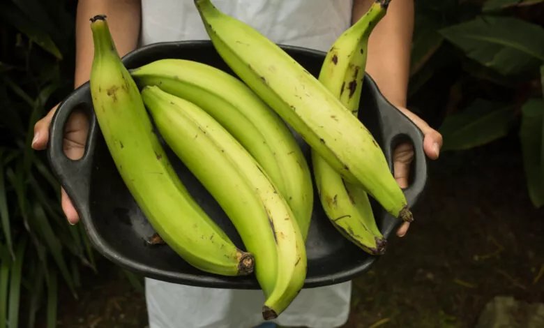plantain starch