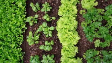 vegetable garden