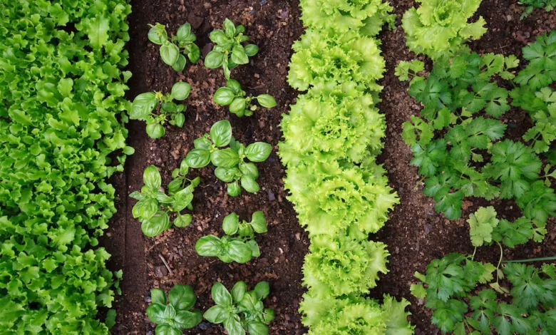 vegetable garden