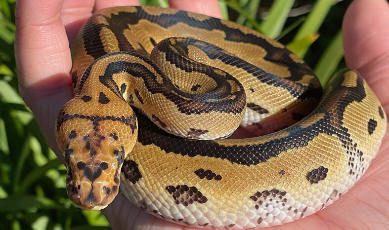 What are some good pet snakes? | Vents About