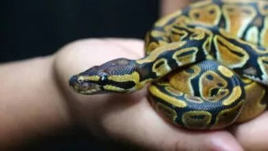 What are the snake pet types? | How much does Monthly snake pet cost?.