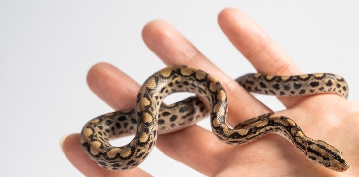 What is the best pet snake that stays small?