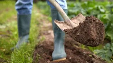 Guide To: How To Use Shovel In Gardening | 7 Uses