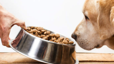 Ingredients Should I Avoid in Dog Food