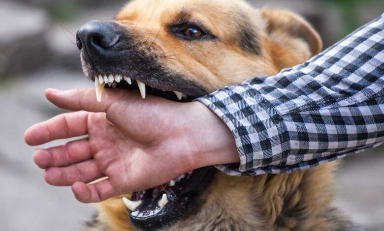 What Should You Do After An Animal Attack?