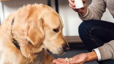 Which Medications Should You Be Giving Your Dog