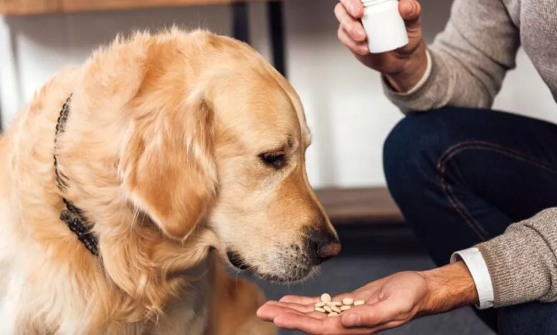 Which Medications Should You Be Giving Your Dog