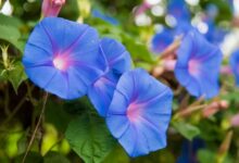 Growing Morning Glory Flowers: A Comprehensive Guide