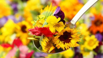 The Fascinating World of Edible Flowers: Cooking and Decorating with Floral Flavors