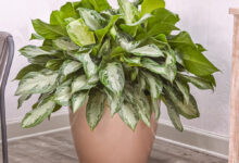 aglaonema for sale