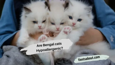Are Bengal cats Hypoallergenic