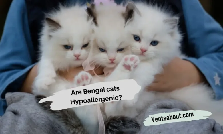 Are Bengal cats Hypoallergenic