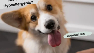 Are Corgis Hypoallergenic