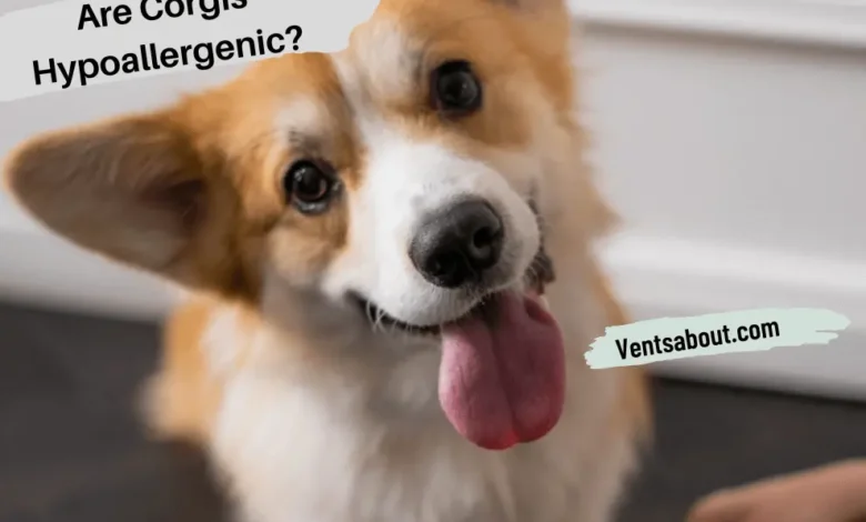 Are Corgis Hypoallergenic