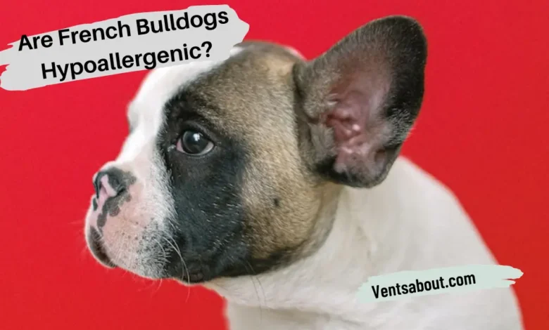 Are French Bulldogs Hypoallergenic