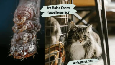 Are Maine Coons Hypoallergenic