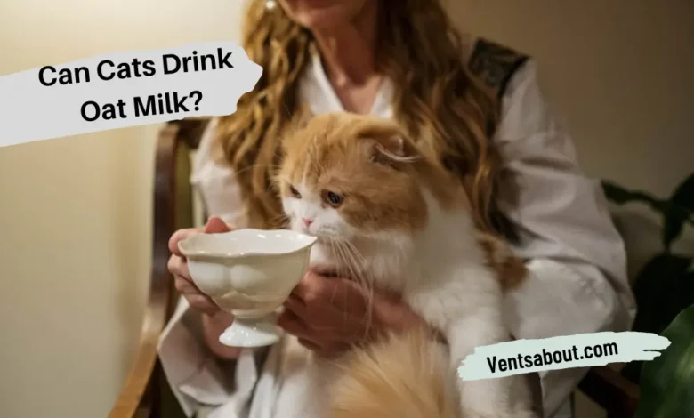 Can Cats Drink Oat Milk