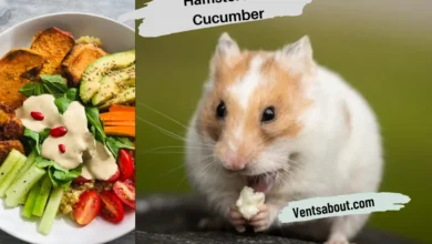 Can Hamsters Eat Cucumber