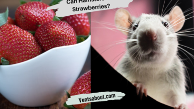 Can Hamsters Eat Strawberries