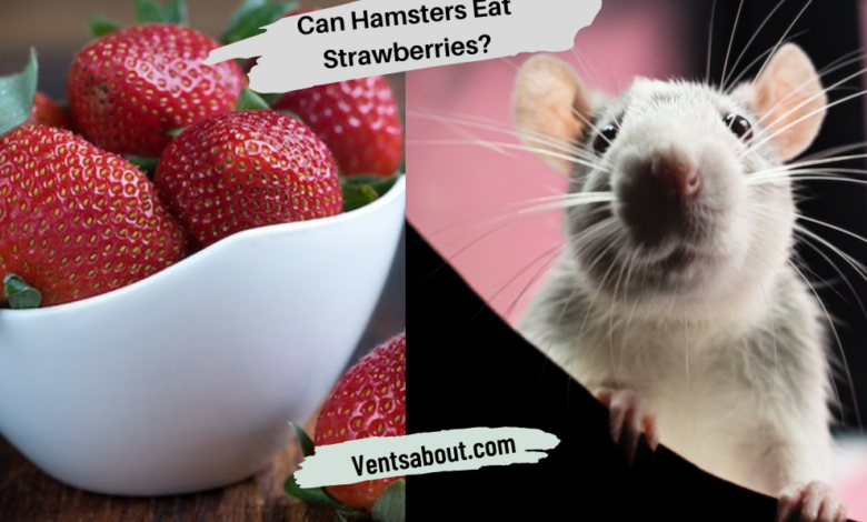 Can Hamsters Eat Strawberries