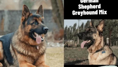 German Shepherd Greyhound Mix