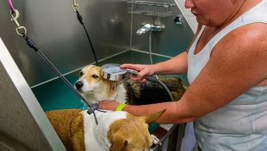 Self-service dog bath