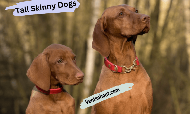 Tall Skinny Dogs