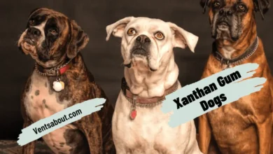 Xanthan Gum Dogs