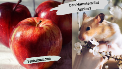 hamsters can eat apples