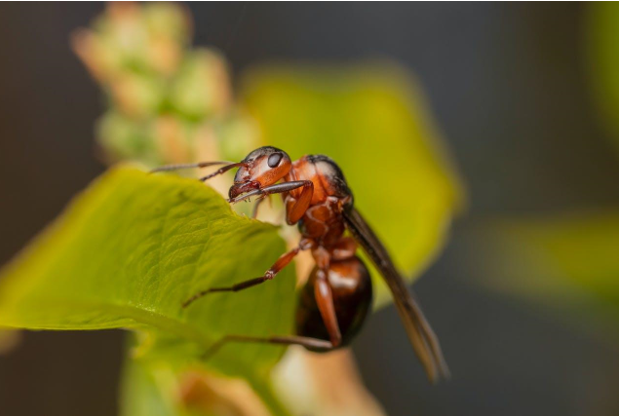 Termite