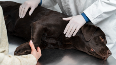 Dog Gland Removal Pros and Cons