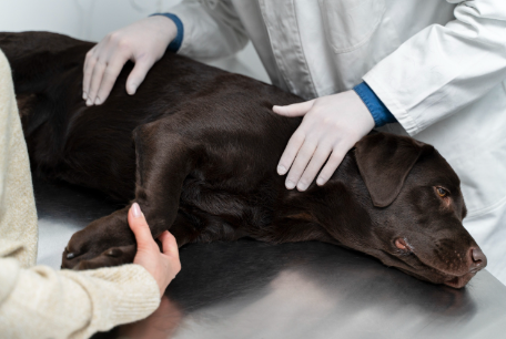 Dog Gland Removal Pros and Cons